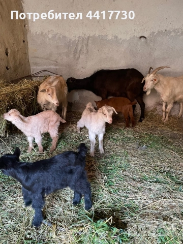 Кози със ярета, област Стара Загора! Промоция!!!