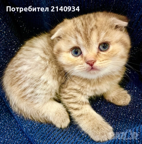 Шотландско клепоухо момиче с плюшена козина – златно таби