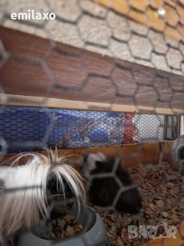 3 етажна Клетка  за морски свинчета, снимка 5 - Морски свинчета - 54180356