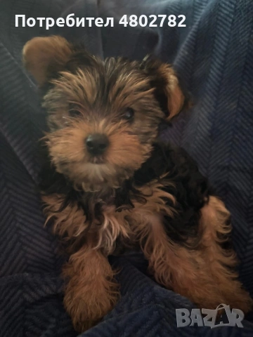 Йоркширски териер