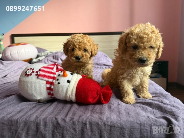 Пудел той , снимка 2 - Пудели - 52774395