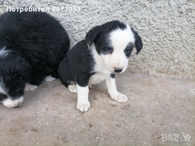 бордър коли , снимка 3 - Други - 53143967