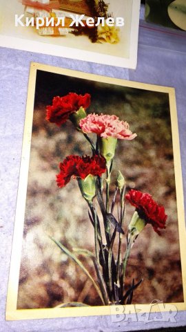 ЛОТ 4 СТАРИ ПОЩЕНСКИ КАРТИЧКИ ЦВЕТЯ ВОДНИ ЛИЛИИ РОПОТАМО КАРАМФИЛИ ЧНГ ПОЗДРАВИТЕЛНИ КАРТИЧКИ 6437, снимка 3 - Филателия - 38788675