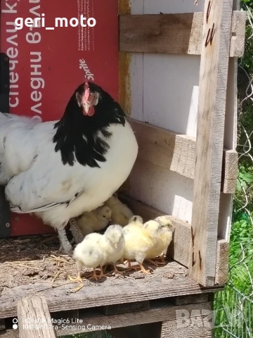 Оплодени яйца от Лакенфелдер, снимка 4 - Кокошки и пуйки - 50480951