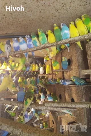 Вълнисти папагали и клетки за тях , снимка 5 - Папагали - 55965581