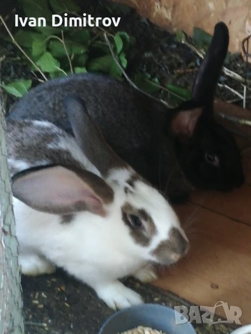 Продавам зайци смеска белгийски великан и пеперуда. 