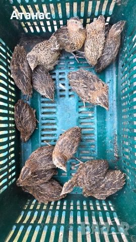 Пъдпъдъци и оплодени пъдпъдъчи яйца, снимка 3 - Домашни продукти - 50269602