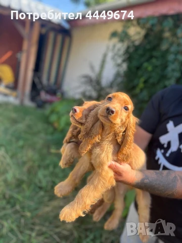 Кокер шпаньол , снимка 1