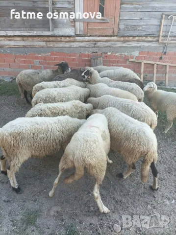 продавам овце ...