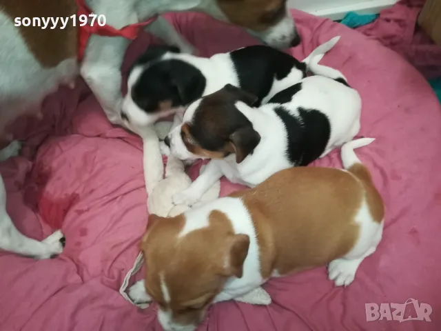 ДЖАК РЪСЕЛ-2025 ГОДИНА-250ЛВ ЗА 1 БРОЙ-КРАЙНА ЦЕНА 2501252054, снимка 7 - Джак ръсел териер - 48827814