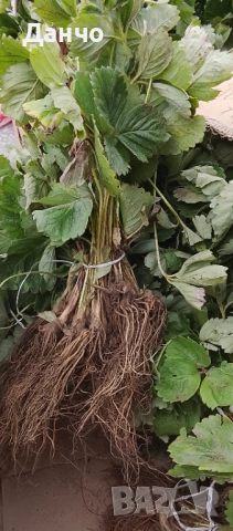 Продавам разсад-ягоди малини лозе алое Вера маруля стари сортовете семена картофи и де, снимка 2 - Разсади - 52299966