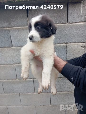 Каракачанки останаха мъжки кутрета, снимка 4 - Каракачанска овчарка - 52105803