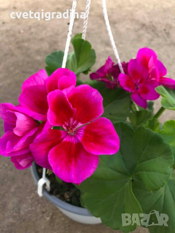 Калиопе моловка във висяща кошница