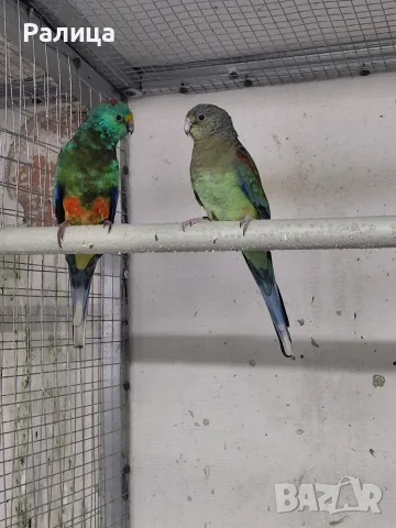Пойни папагали🦜