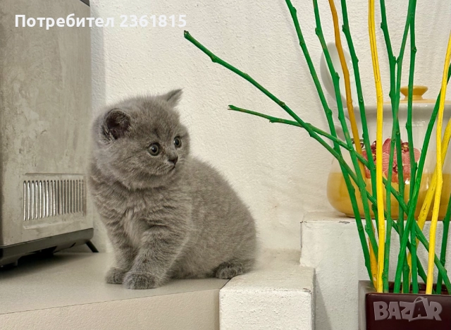 Чистокръвни сини британчета, снимка 10 - Британска късокосместа - 52651148