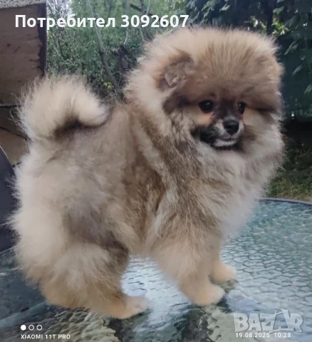 Померан момче 