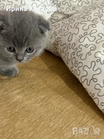 Малки клепоухи Британчета, снимка 9 - Британска късокосместа - 52920418