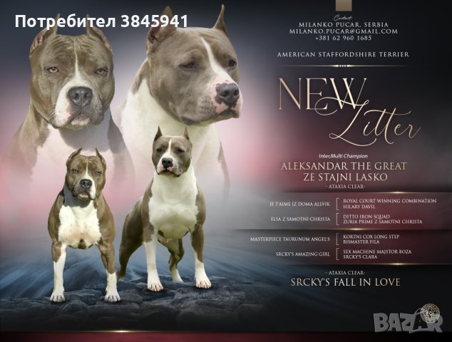 Sini amerikanski stafordshirski terieri, снимка 7 - Американски стафордширски териер - 42249327