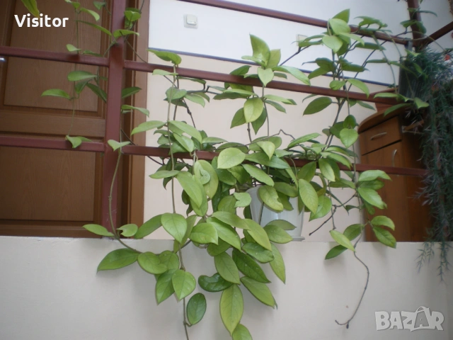 фотоапарат Pentax Optio V10, снимка 18 - Фотоапарати - 54282439