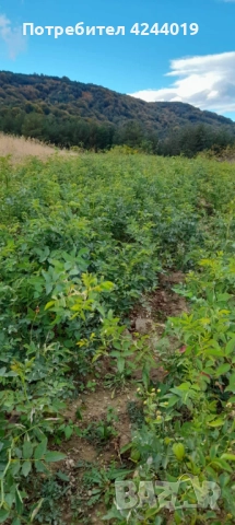 Разсад шипка, снимка 3 - Разсади - 52951225