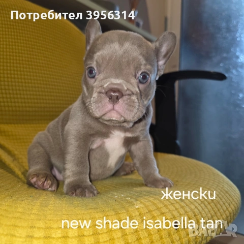 Френски булдог търси дом 🐾 Малки френски булдочета на 40 дни търсят своето  ново  семейство. , снимка 3 - Френски булдог - 54364366
