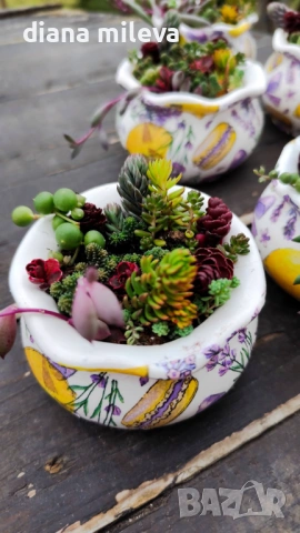 Гърнета аранжирани със сукуленти!, снимка 4 - Декорация за дома - 53206137