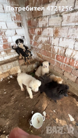 Продавам Кученца Алабай,Българско Очварско Куче , снимка 2 - Алабай - 53329638