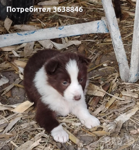 Бордър коли, снимка 2 - Бордър коли - 52849731