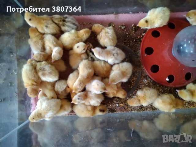 Яйца от пъдпъдъци разплодни и за консумация , снимка 12 - други­ - 52701949