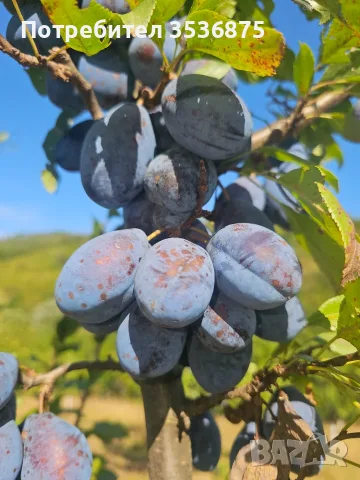 🍑☀️ НАТУРАЛНИ СУШЕНИ НА СЛЪНЦЕ СИНИ СЛИВИ ОТ ЕЛЕНСКИЯ БАЛКАН ☀️🍑, снимка 12 - Домашни продукти - 56139374