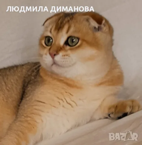 Шотландски мъжки женски , снимка 4 - Британска късокосместа - 56495745