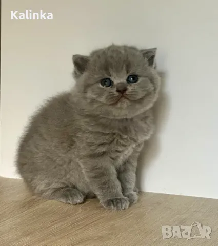 Чистокръвни сини британчета, снимка 13 - Британска късокосместа - 49778535