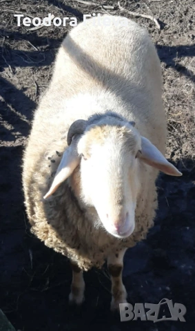 Продавам коч, снимка 4 - Овце - 53257900