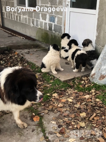 Каракачани, снимка 2 - Каракачанска овчарка - 46469229