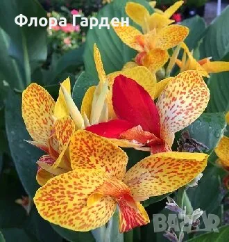 КАННА, КАЛА - Грудки/ ПРЕДВАРИТЕЛНИ поръчки, снимка 5 - Сортови семена и луковици - 49236562