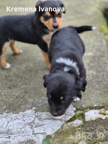 подарявам женски кученца, снимка 4 - Други - 54102819