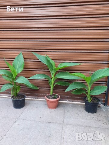 Индийска канна , снимка 4 - Градински цветя и растения - 37414321