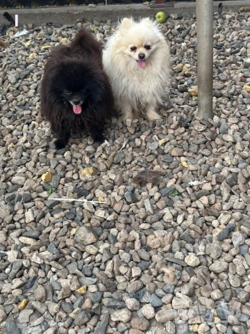 Померан , снимка 5 - Померан - 51081313