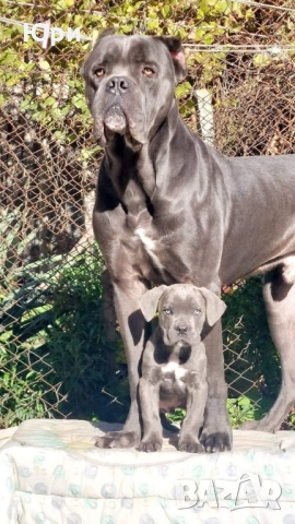 Кане корсо, снимка 2 - Кане корсо - 52392849