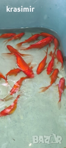 Езерни рибки комети