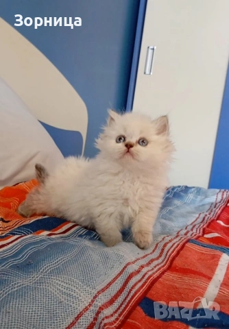 Британска сребърна чинчила , снимка 2 - Чинчили - 54337750