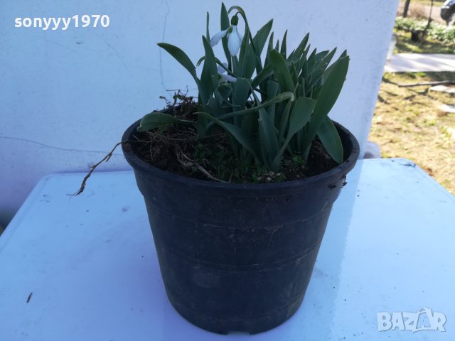 КОКИЧЕНЦА-ГРЪМ В САКЦИЯ 1902240804, снимка 9 - Градински цветя и растения - 44363362