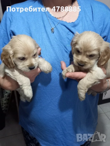 кокер шпаньол