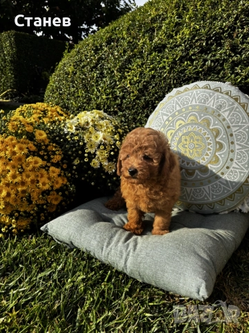 Мини пудел момче и момичета с генетични изследвания / Mini Poodles, снимка 6 - Пудели - 56439896