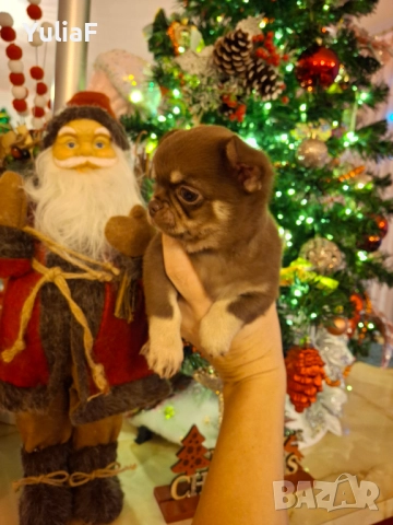 Момче Чихуахуа , снимка 2 - Чихуахуа - 52909632