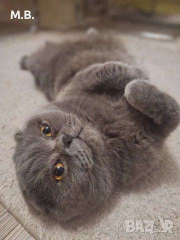 Британец търси партньорка, снимка 5 - Търси партньор - 53878991