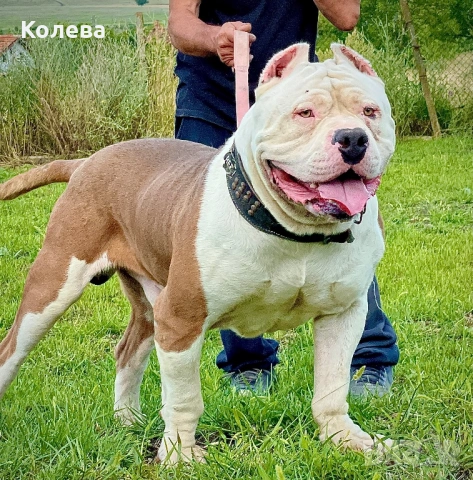 ТОП Американско були ХЛ / American bully XL, снимка 4 - Други - 53365355