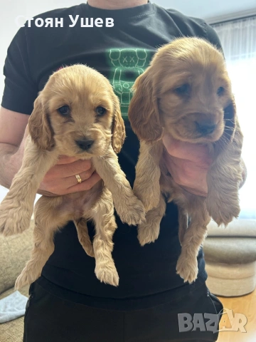 Кокер шпаньол , снимка 5 - Кокер шпаньол - 53218651