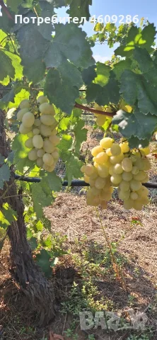 Продавам десертно грозде за ракия , снимка 5 - Домашни напитки - 56196232