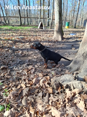 Ягтериери 2 бр, снимка 6 - Ягдтериер - 52793411